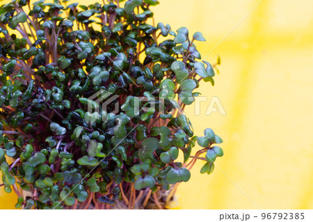 Red cabbage sprouts on yellow background. 96792385
