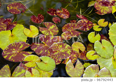 Beautiful blooming lotus flower with leaves, Waterlily pond Beautiful blooming lotus flower with leaves, Waterlily pond 96792443