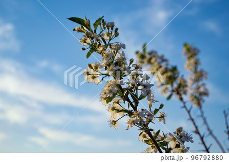 A branch of cherry with white flowers in the rays of the evening sun against the background of clouds and blue sky and other branches A branch of cherry with white flowers in the rays of the evening sun against the background of clouds and blue sky and other branches 96792880