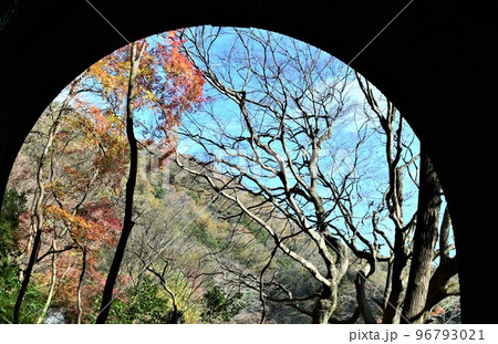 愛岐トンネル群の紅葉 96793021
