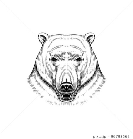 Wild polar bear. Northern Animal in vintage style. Retro vector illustration. Doodle style. Hand Wild polar bear. Northern Animal in vintage style. Retro vector illustration. Doodle style. Hand 96793562