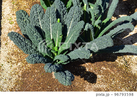 黒キャベツ 黒キャベツ 96793598