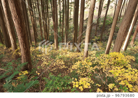 宇都宮市榛名山ハイキングコースの景色 96793680