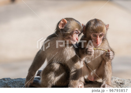 高崎山のおサルさん 96793857