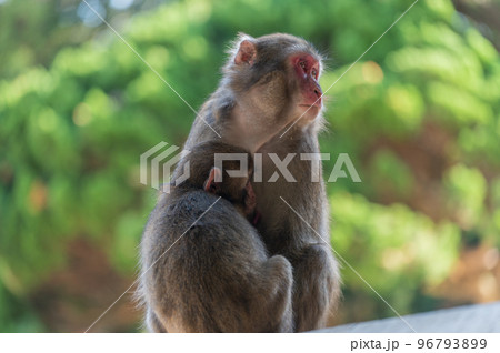高崎山のおサルさん 96793899