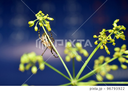 Wasp spider sits on a green plant. 96793922