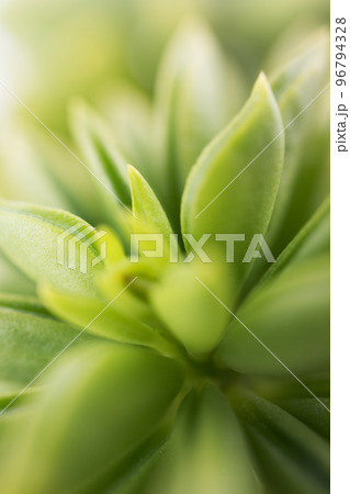 Green leaves succulent plant background macro with selective focus 96794328