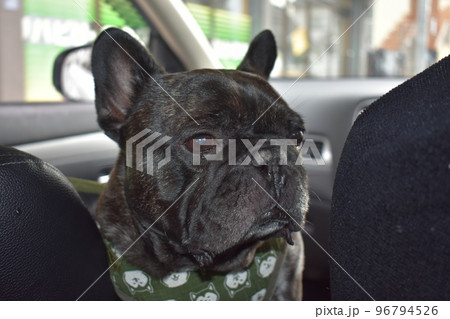 可愛く見つめるフレンチブルドッグ 96794526