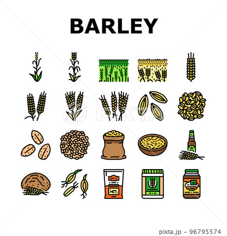 barley cereal grain harvest icons set vector 96795574