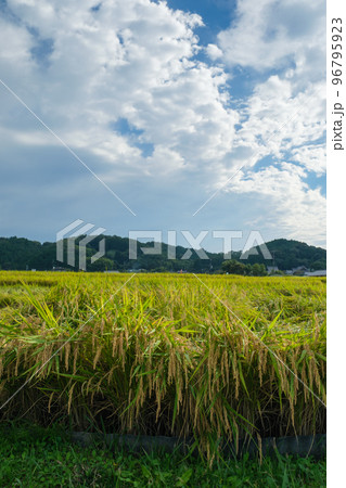 農村の秋、実りの秋にはたくさんのお米が実り、自然の恵みを感じさせてくれます。 96795923