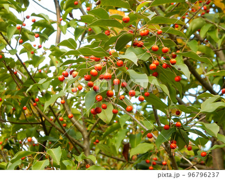 ソヨゴの実 ソヨゴの実 96796237