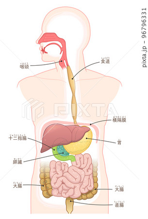 消化器、食道、胃、十二指腸、膵臓、肝臓、口腔、鼻腔、大腸、小腸 消化器、食道、胃、十二指腸、膵臓、肝臓、口腔、鼻腔、大腸、小腸 96796331