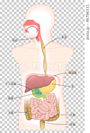 消化器、食道、胃、十二指腸、膵臓、肝臓、口腔、鼻腔、大腸、小腸 消化器、食道、胃、十二指腸、膵臓、肝臓、口腔、鼻腔、大腸、小腸 96796331