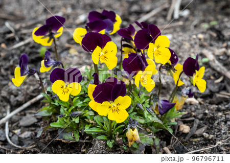 Viola flowers blooming in the garden, pansy 96796711