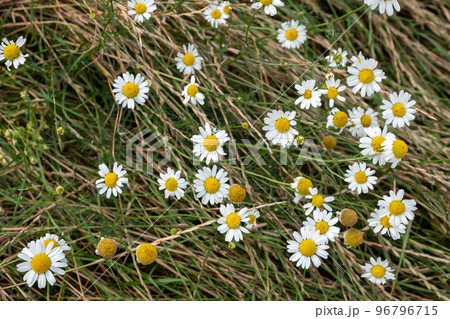 Wild plant Matricaria chamomilla, medicinal plant 96796715