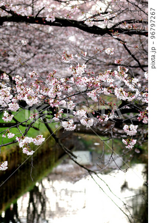 近所で見た桜 近所で見た桜 96797267