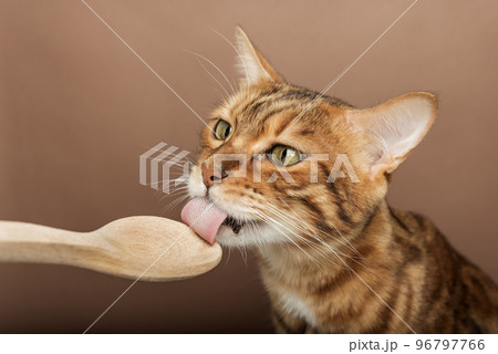 The owner feeds a cute cat from a wooden spoon. 96797766