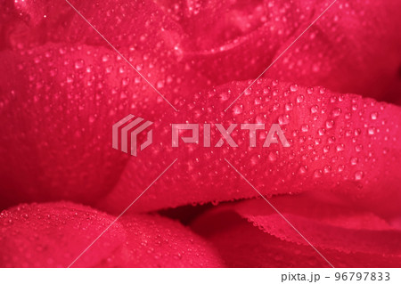 Demonstrating color of 2023 Viva Magenta. Close up of smooth purple red petals of peony flowers in soft focus. Blooming pink peony with many small water drops. Textured backdrop with copy space  96797833