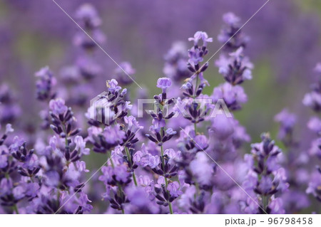 ラベンダー 96798458