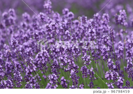 ラベンダー ラベンダー 96798459