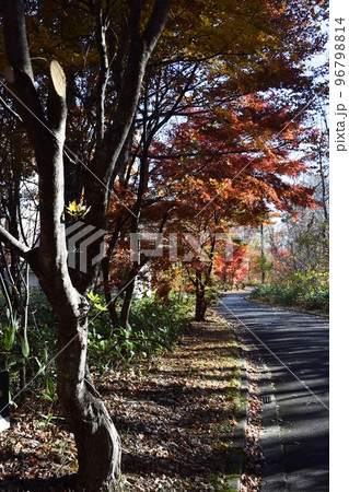 紅葉の見える曲がった散歩道 紅葉の見える曲がった散歩道 96798814