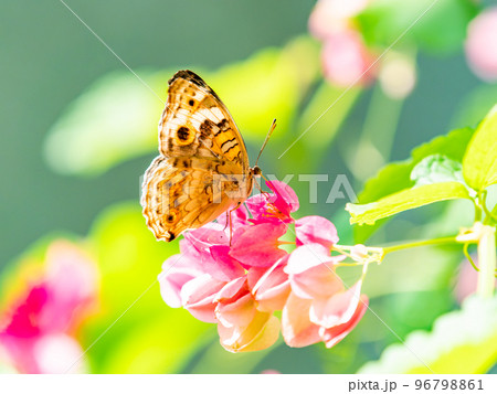 満開の花にとまるきれいな蝶々 タテハチョウ 満開の花にとまるきれいな蝶々 タテハチョウ 96798861