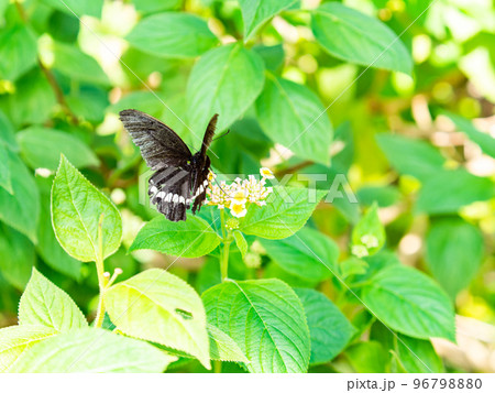 満開の花にとまるきれいな蝶々　シロオビアゲハチョウ 96798880