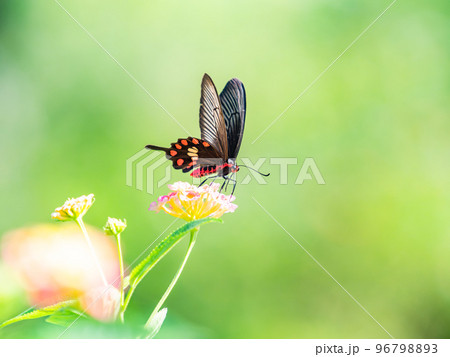 満開の花にとまるきれいな蝶々　ベニモンアゲハチョウ 96798893