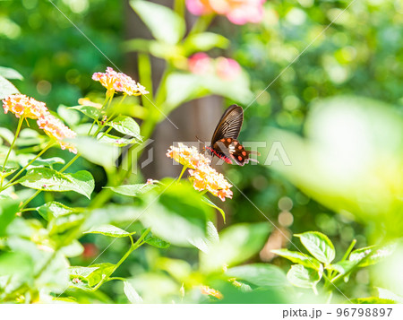 満開の花にとまるきれいな蝶々　ベニモンアゲハチョウ 96798897