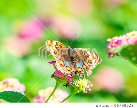 満開の花にとまるきれいな蝶々 タテハチョウ 満開の花にとまるきれいな蝶々 タテハチョウ 96798928