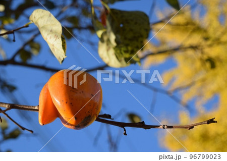 青空に浮かぶ面白い形の柿 96799023