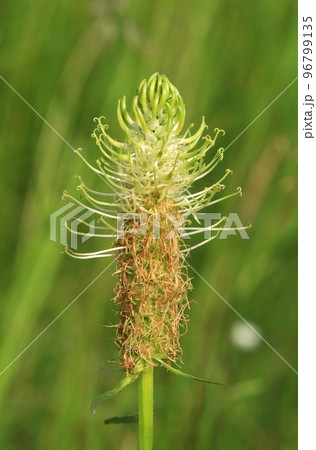The spiked rampion flower blooming The spiked rampion flower blooming 96799135
