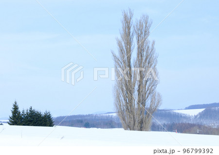 富良野の雪景色 96799392