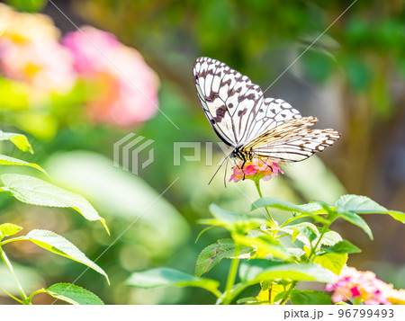 満開の花にとまるきれいな蝶々 オオゴマダラチョウ 満開の花にとまるきれいな蝶々 オオゴマダラチョウ 96799493