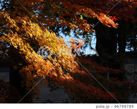 栃木・日光 田母沢御用邸 御用邸前の紅葉 栃木・日光 田母沢御用邸 御用邸前の紅葉 96799789