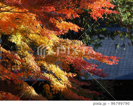 栃木・日光　田母沢御用邸　御用邸前の紅葉 96799790