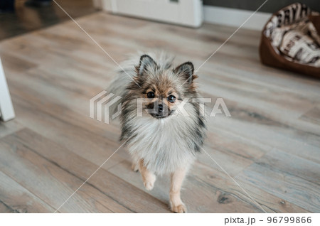 The little dog is standing on the carpet on the floor. Dog in the house 96799866