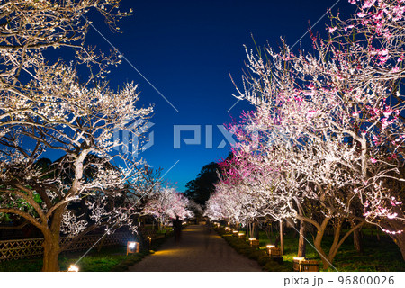偕楽園 梅林 ライトアップ夜景 （茨城県水戸市） ※2019年3月 96800026