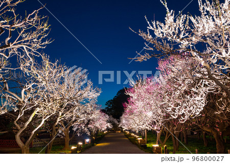 偕楽園 梅林 ライトアップ夜景 （茨城県水戸市） ※2019年3月 96800027