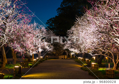 偕楽園 梅林 ライトアップ夜景 （茨城県水戸市） ※2019年3月 96800028