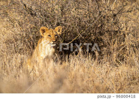 Lion cub sits near bush with catchlights Lion cub sits near bush with catchlights 96800418