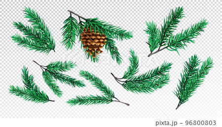 Pine tree branch, xmas fir. Green winter spruce with cone, plant with needles wood ornament, evergreen new year nature forest pinecone. Realistic decor, 3d isolated elements. Vector exact illustration 96800803