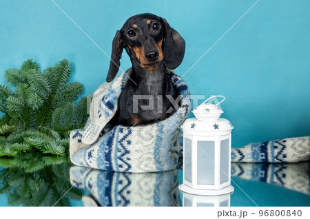 a dachshund dog in full growth in a Christmas setting. Portrait of a dog on a festive background 96800840