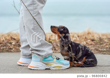 The owner keeps a small marble-colored dachshund puppy on a leash near his feet on a walk in the park. 96800842