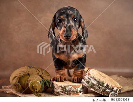 A small marble-colored dachshund puppy stands next to a flask of water and watches what is happening from wooden birches. Hunting dog concept 96800843