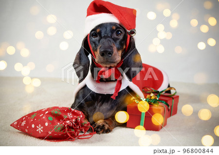 Cute dachshund dog in a Santa hat on the background of a Christmas tree 96800844