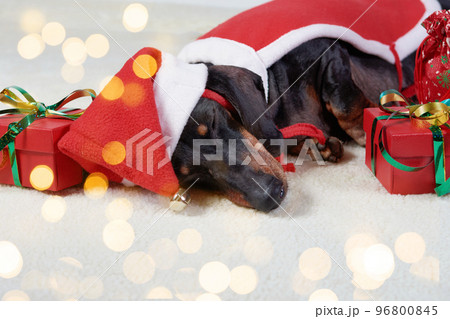 Cute dachshund dog in a Santa hat on the background of a Christmas tree 96800845