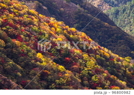 《栃木県》紅葉の奥日光・秋の半月山の眺望 96800982