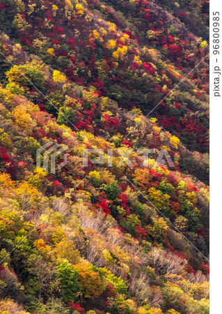《栃木県》紅葉の奥日光・秋の半月山の眺望 96800985