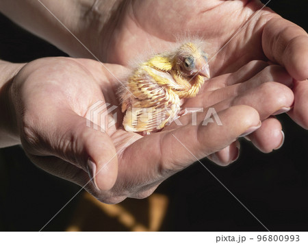 Funny helpless blind newborn chick sitting the palms. Close-up of canary chick on a human palm will be warmed by love. Spring replenishment in the family. Breeding of songbirds at home. Funny helpless blind newborn chick sitting the palms. Close-up of canary chick on a human palm will be warmed by love. Spring replenishment in the family. Breeding of songbirds at home. 96800993